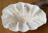 turbinaria dish coral